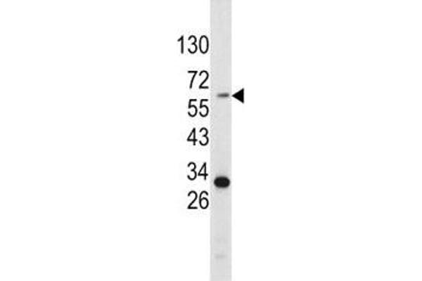 TYR antibody  (AA 486-513)