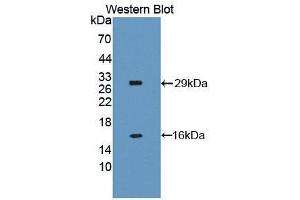 Western blot analysis of the recombinant protein. (NAIP antibody  (AA 500-759))