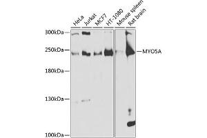 Western blot analysis of extracts of various cell lines, using MYO5A antibody (ABIN6128317, ABIN6144285, ABIN6144286 and ABIN6225140) at 1:1000 dilution. (MYO5A antibody  (AA 950-1150))