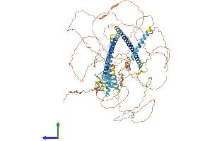 AlphaFold protein structure predicition of Human Recombinant CCDC15 Protein, UniprotID Q0P6D6 (CCDC15 Protein (AA 1-951) (His tag))