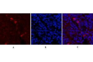 Immunofluorescence analysis of mouse spleen tissue. (Fibronectin antibody)