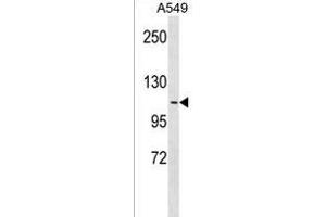 OB48R Antibody (Center) 18657c western blot analysis in A549 cell line lysates (35 μg/lane). (APOBR antibody  (AA 596-622))