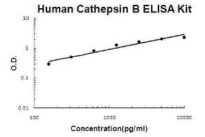 Human Cathepsin B PicoKine ELISA Kit standard curve (Cathepsin B ELISA Kit)