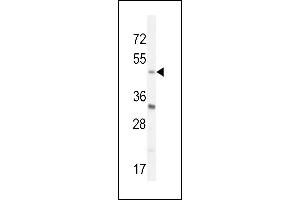 BHLHE40 Antibody (N-term) (ABIN654604 and ABIN2844303) western blot analysis in mouse Neuro-2a cell line lysates (35 μg/lane). (BHLHE40 antibody  (N-Term))
