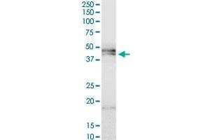 HPR MaxPab polyclonal antibody. (HPR antibody  (AA 1-348))
