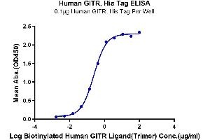 Immobilized Human GITR, His Tag at 1 μg/mL (100 μL/Well). (TNFSF18 Protein (Trimer) (His-DYKDDDDK Tag,Biotin))