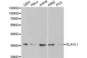 Western blot analysis of extracts of various cell lines, using ELAVL1 antibody. (ELAVL1 antibody)