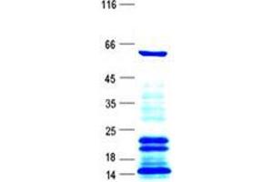 Validation with Western Blot (STAU1/Staufen Protein (His tag))
