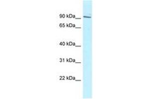 CAZIP antibody  (AA 1041-1090)