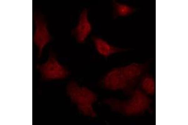 RGS12 antibody  (N-Term)