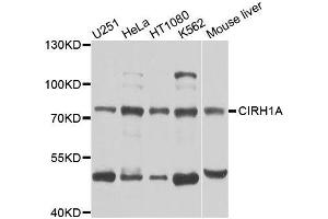 Western blot analysis of extracts of various cell lines, using CIRH1A antibody (ABIN5996208) at 1/1000 dilution.