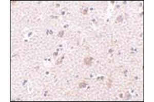 Immunohistochemistry of MANF in human brain tissue with this product at 2. (MANF antibody  (N-Term))