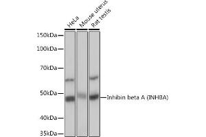 Western blot analysis of extracts of various cell lines, using Inhibin beta A (INHBA) (INHBA) Rabbit mAb (ABIN7267870) at 1:1000 dilution. (INHBA antibody)