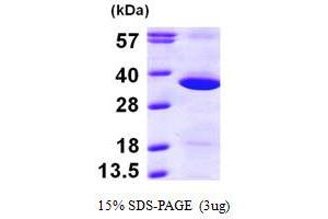 SDS-PAGE (SDS) image for Glucosamine-6-Phosphate Deaminase 1 (GNPDA1) (AA 1-289) protein (His tag) (ABIN667816)