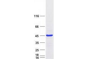 Western Blotting (WB) image for RNA-binding protein Raly (RALY) (Transcript Variant 1) protein (Myc-DYKDDDDK Tag) (ABIN2730444)