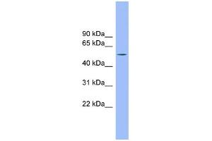 WB Suggested Anti-TMCO6 Antibody Titration: 0. (TMCO6 antibody  (N-Term))