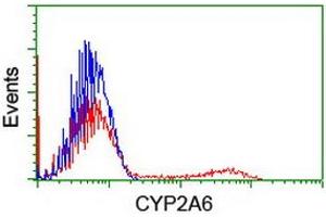 HEK293T cells transfected with either RC222995 overexpress plasmid (Red) or empty vector control plasmid (Blue) were immunostained by anti-CYP2A6 antibody (ABIN2455203), and then analyzed by flow cytometry. (CYP2A6 antibody)
