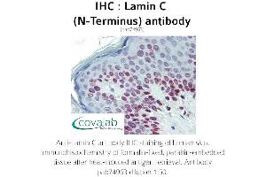 Image no. 1 for anti-Lamin C (N-Term) antibody (ABIN1736346) (Lamin C antibody  (N-Term))