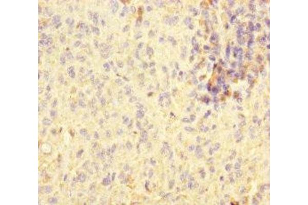 STOML2 antibody  (AA 29-356)