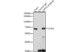 Immunoprecipitation analysis of 300 μg extracts of 293T cells using 3 μg CPSF6 antibody (ABIN6128924, ABIN6138974, ABIN6138975 and ABIN6221646). (CPSF6 antibody)