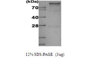 SDS-PAGE (SDS) image for Hexokinase 1 (HK1) protein (His tag) (ABIN668037) (Hexokinase 1 Protein (HK1) (His tag))