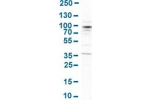 Western Blot analysis of human cell line SH-SY5Y.