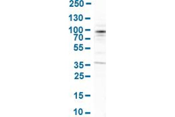 ARHGEF7 抗体  (AA 516-650)