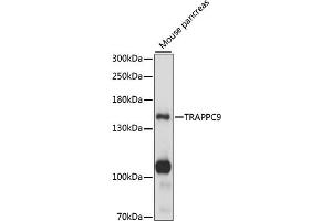 Western blot analysis of extracts of mouse pancreas, using TR antibody (ABIN7270873) at 1:1000 dilution. (TRAPPC9 antibody  (AA 947-1246))