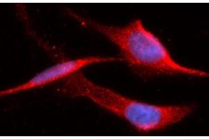 Immunofluorescence (IF) image for anti-Hypoxanthine phosphoribosyltransferase 1 (HPRT1) (AA 1-218) antibody (APC) (ABIN5568143) (HPRT1 antibody  (AA 1-218) (APC))