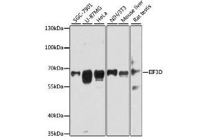 Western blot analysis of extracts of various cell lines, using EIF3D antibody. (EIF3D antibody  (AA 1-240))