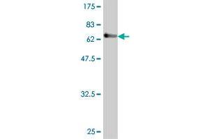 SERPINA10 antibody  (AA 22-444)