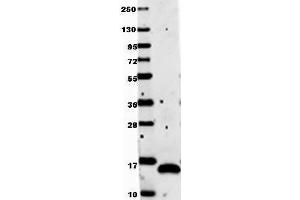 Anti-human VEGF-121 by western blot shows detection of recombinant Human VEGF-121 raised in E. (VEGF antibody)
