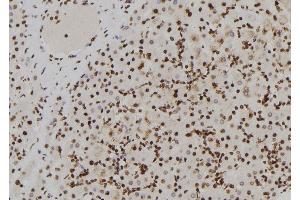 ABIN6257210 and ABIN6273852 at 1/100 staining Human liver tissue by IHC-P. (G Protein-Coupled Receptor 128 antibody  (N-Term))