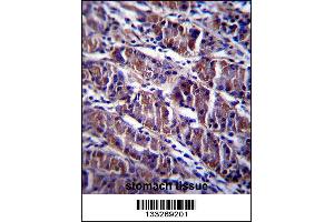 HDAC7 Antibody immunohistochemistry analysis in formalin fixed and paraffin embedded human stomach tissue followed by peroxidase conjugation of the secondary antibody and DAB staining. (HDAC7 antibody  (C-Term))