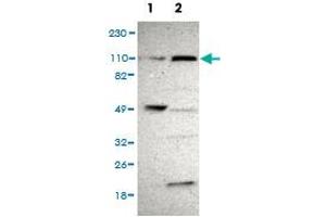 PAX3 and PAX7 Binding Protein 1 (PAXBP1) antibody