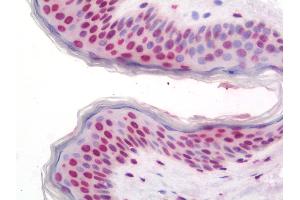 Anti-WDR48 antibody IHC staining of human skin. (WDR48 antibody  (AA 603-630))