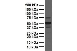 WB Suggested Anti-CSF1 antibody Titration: 1 ug/mL Sample Type: Human liver (M-CSF/CSF1 antibody  (N-Term))