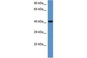 Image no. 1 for anti-Zinc Finger Protein 759 (ZFP759) (AA 22-71) antibody (ABIN6747469) (Zfp759 antibody  (AA 22-71))