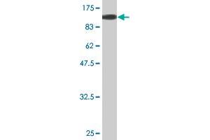 CSTF2 antibody  (AA 1-577)