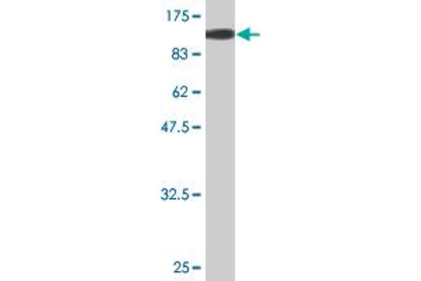 CSTF2 antibody  (AA 1-577)