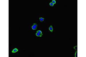 Immunofluorescent analysis of HepG2 cells using ABIN7156789 at dilution of 1:100 and Alexa Fluor 488-congugated AffiniPure Goat Anti-Rabbit IgG(H+L) (IL-13 antibody  (AA 30-125))