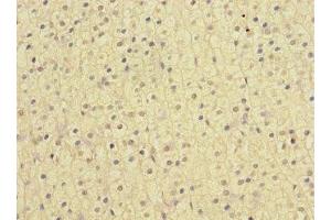 Immunohistochemistry of paraffin-embedded human adrenal gland tissue using ABIN7161622 at dilution of 1:100 (Nischarin antibody  (AA 500-700))
