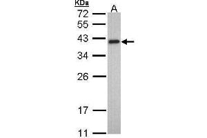 WB Image Sample (30 ug of whole cell lysate) A: HeLa 10% SDS PAGE antibody diluted at 1:1000 (TPM2 antibody)