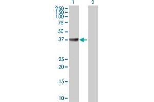 Western Blot analysis of ADA expression in transfected 293T cell line by ADA MaxPab polyclonal antibody. (ADA antibody  (AA 1-363))