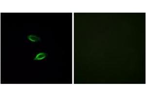 Immunofluorescence analysis of HuvEc cells, using GPR157 Antibody. (GPR157 antibody  (AA 81-130))