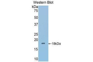 Western Blotting (WB) image for anti-Secreted Frizzled-Related Protein 4 (SFRP4) (AA 27-154) antibody (ABIN1176505) (SFRP4 antibody  (AA 27-154))
