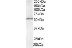 ABIN185060 staining (1µg/ml) of Human Testis lysate (RIPA buffer, 35µg total protein per lane). (FAF2 antibody  (C-Term))