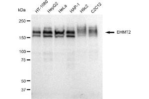 Western blotting analysis using EHMT2 antibody (ABIN7797609).