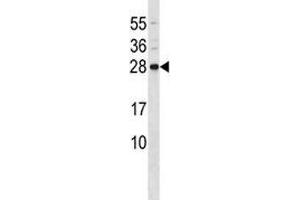 CD79b antibody western blot analysis in mouse liver tissue lysate (CD79b antibody  (AA 93-121))