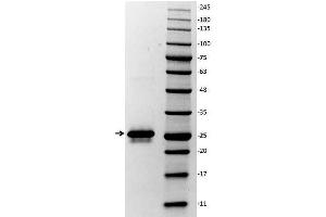 SDS-PAGE of Glutathione-S-Transferase (GST) Control Protein Lane 1: Glutathione-S-Transferase. (GST Protein (His tag))